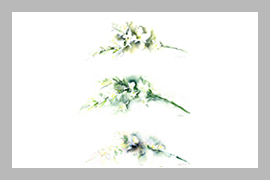 Tres maneras de mirar los Nardos 18